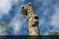 Marc Doyle Treework